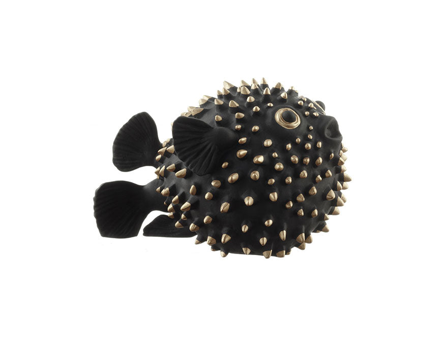 Igelfisch Goldauge und Goldstacheln